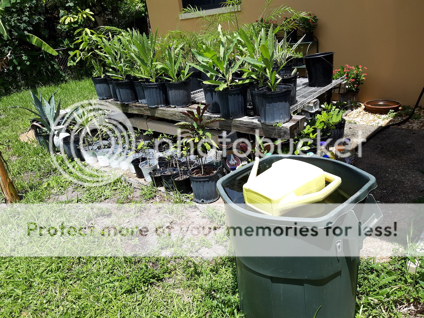 cost effective watering DISCUSSING PALM TREES WORLDWIDE PalmTalk